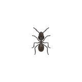 ANT MINI BROOCH