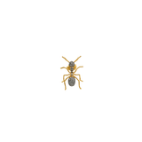 ANT MINI PIERCING